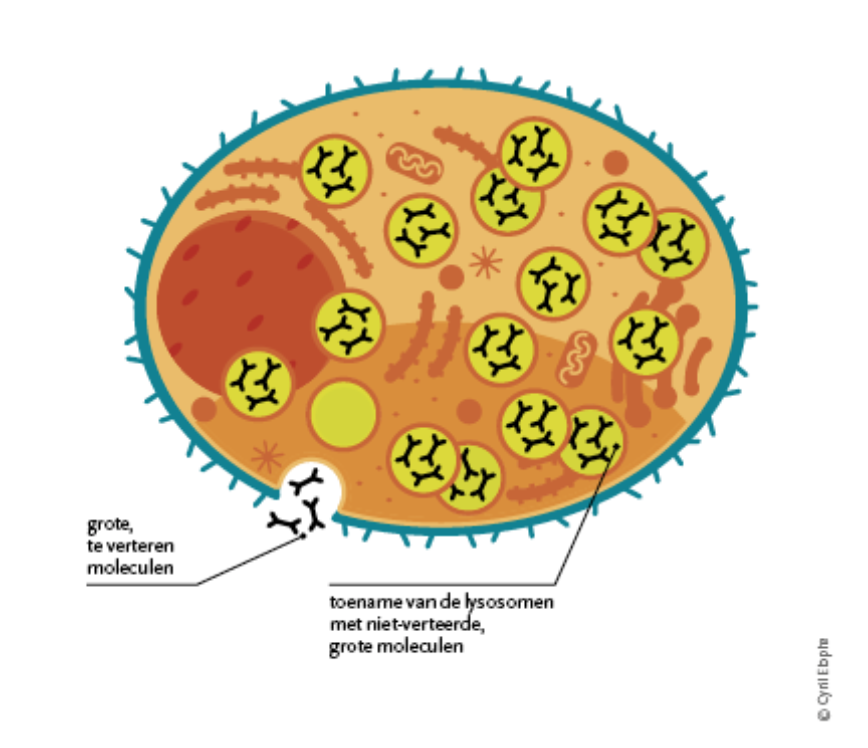 cells