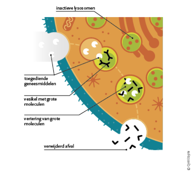 cell