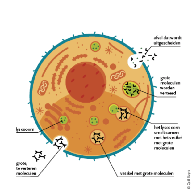 cells
